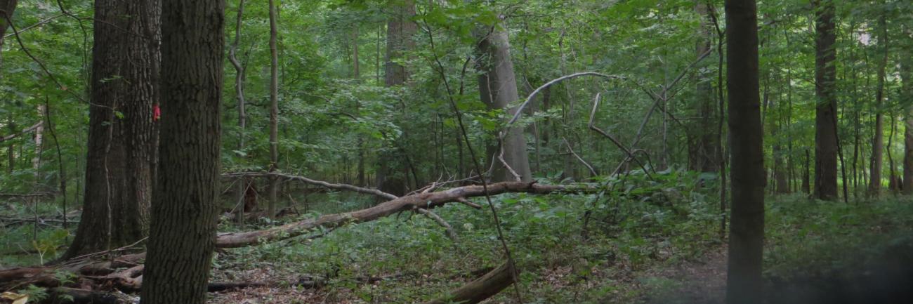Very old trees in Dysart Woods