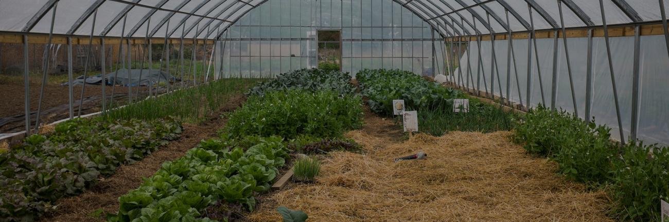 The high tunnel greenhouse at the OHIO Student Farm
