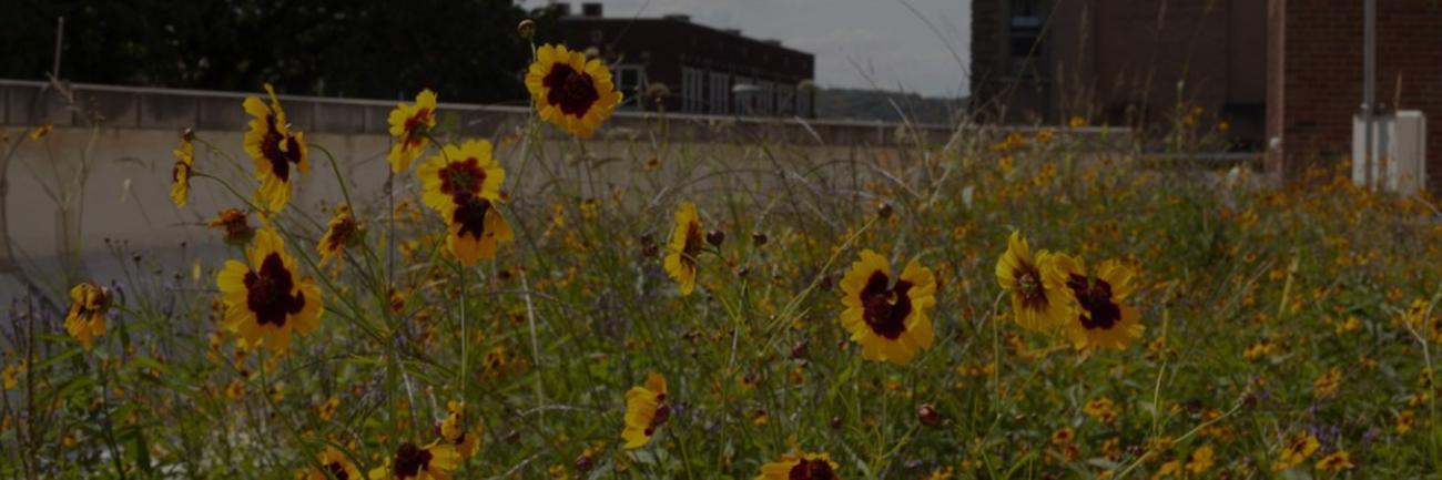 The Schoonover Green Roof in bloom. Photo by Maddy Salyer