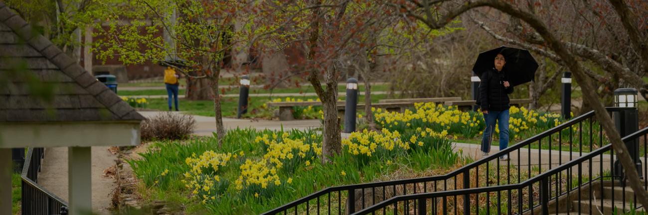 Daffodils line the hillside on a rainy day