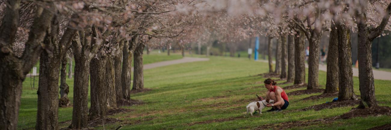 The cherry blossoms abloom on OHIO's Athens Campus