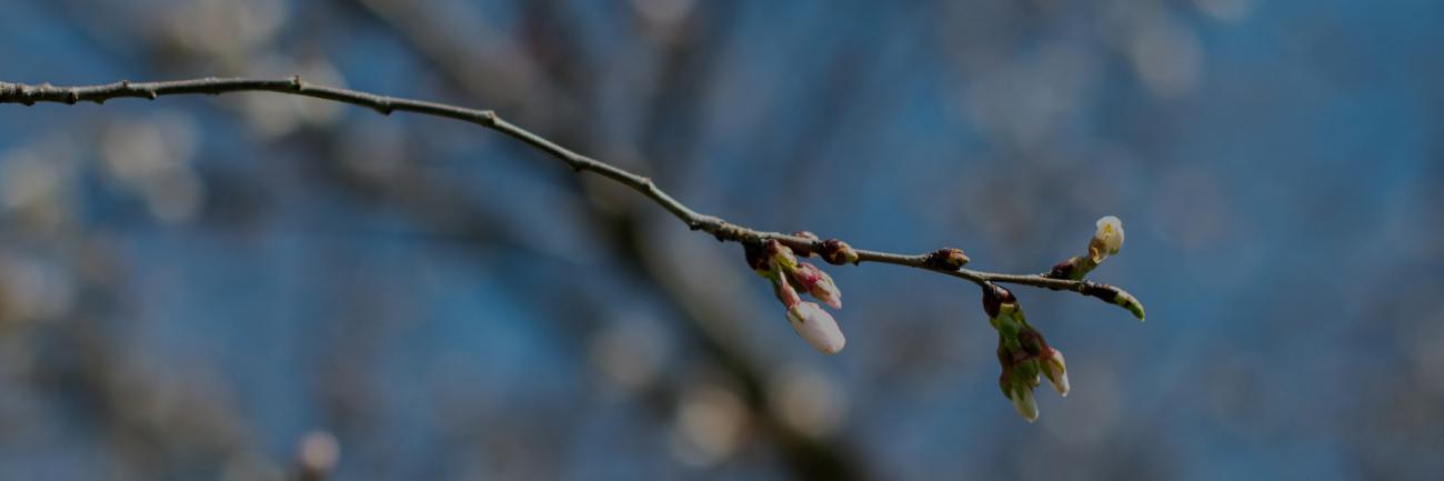 The first cherry blossoms peek out in Athens.
