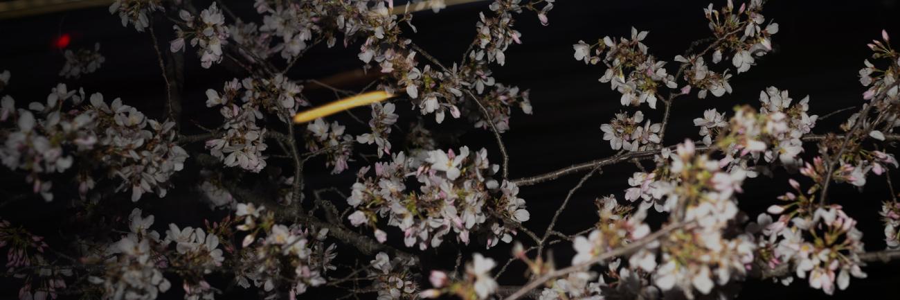 OHIO's cherry blossoms still shine at night