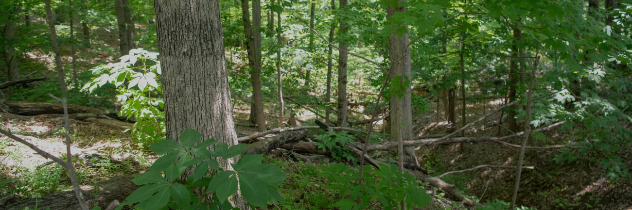 Chipmunk Woods, near Ohio University