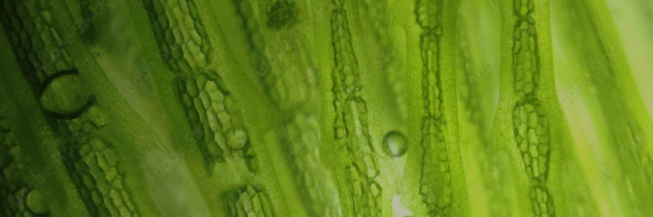 Algae cells