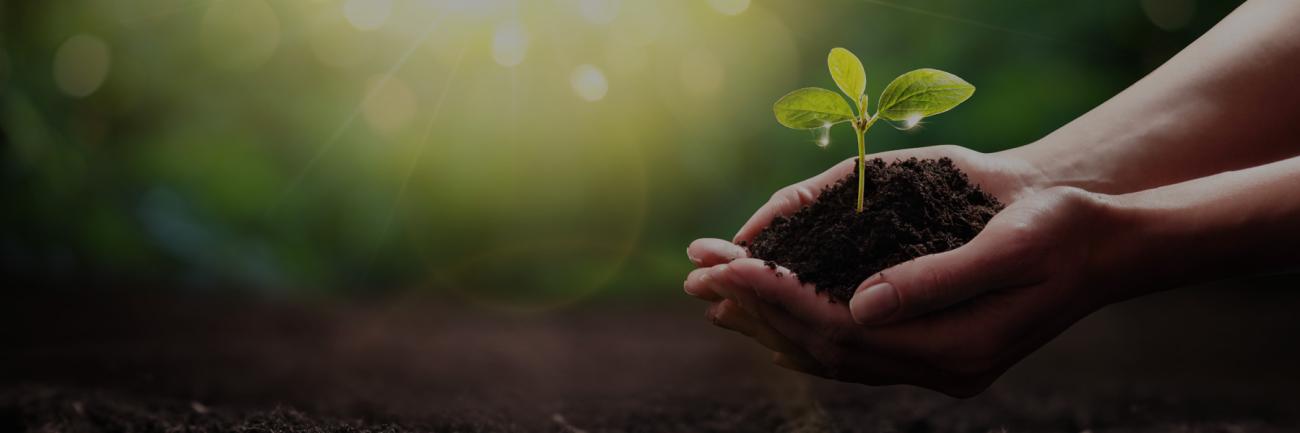 Hands holding a tiny plant