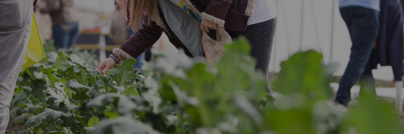 Students pick greens at the OHIO Student Farm high tunnel