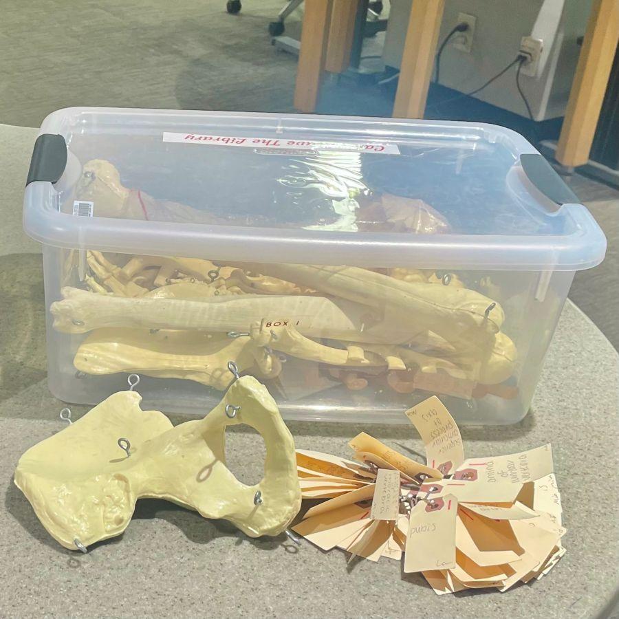 Half disarticulated human skeleton with hooks and tags for check out at Alden Library