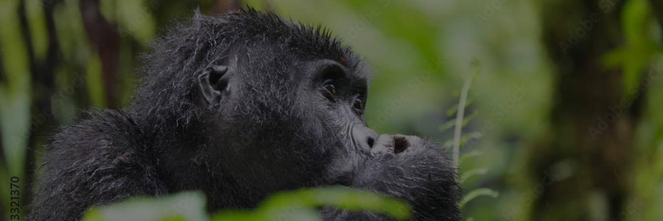 A primate eating vegetation