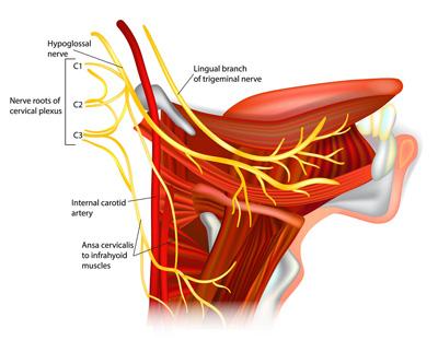 Lingual nerve illustration