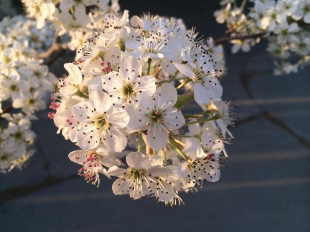 Cherry Blossoms