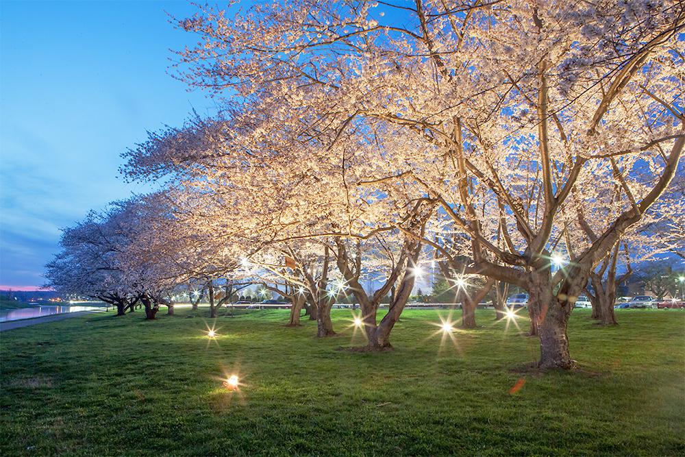 Cherry blossoms