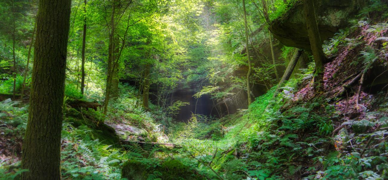 Crane Hollow forest