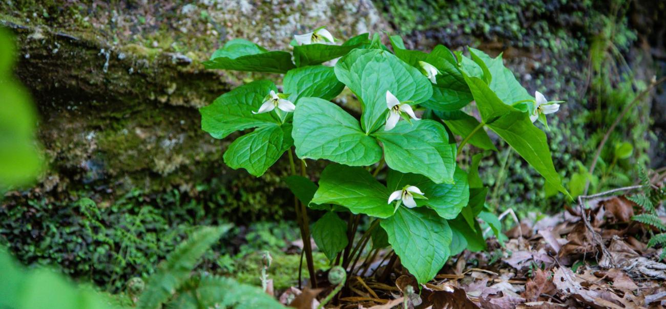 Close-up of wildflowers in the forest