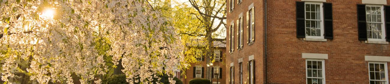 college green flowers at sunset