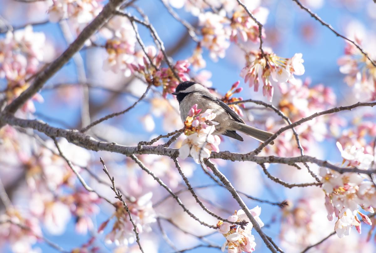 A black-capped chickadee bird sits in a sakura cherry blossom tree