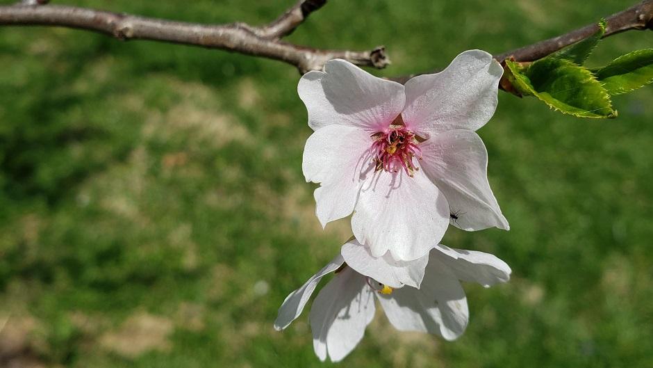 Cherry Blossom flowers