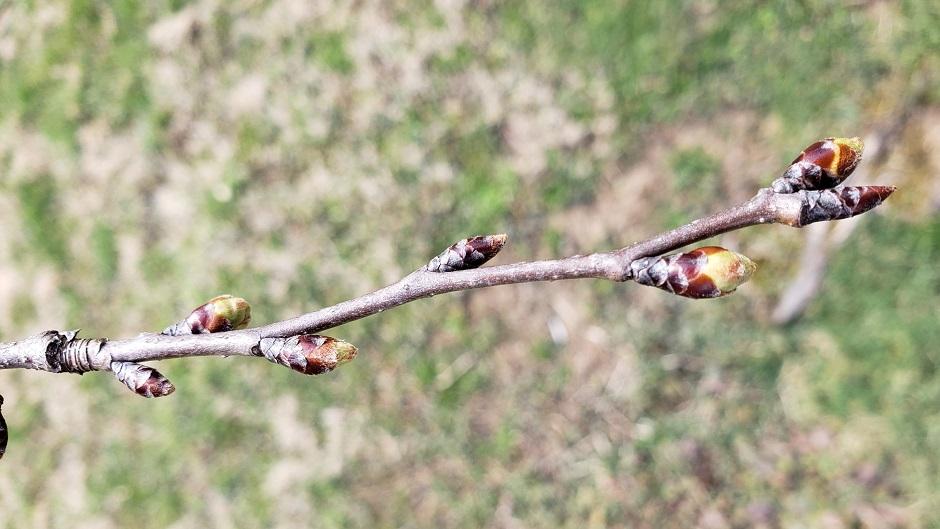 Cherry Blossom branch