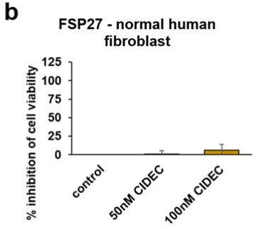 human fibroblast