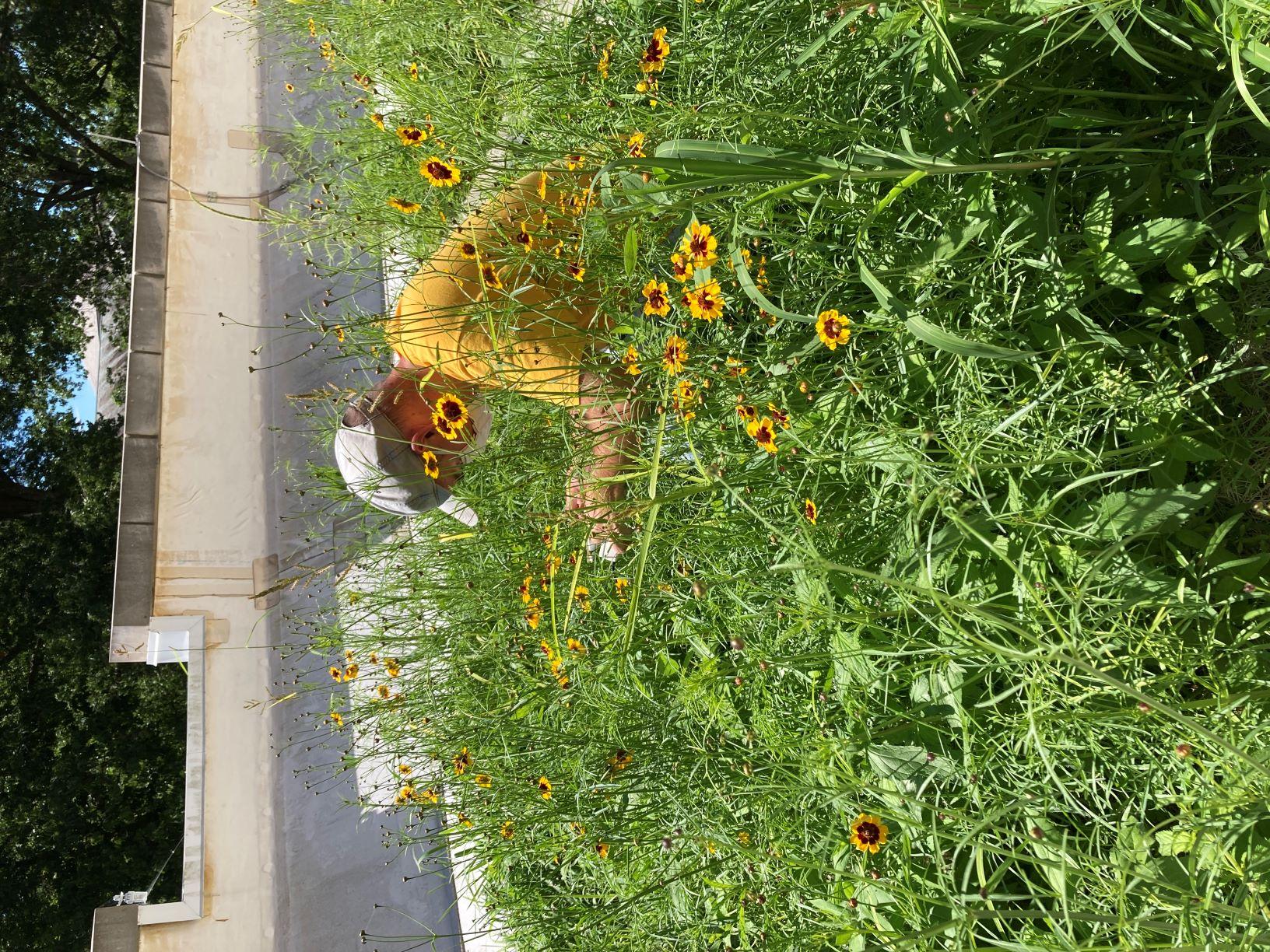 Student in the midst of a bed of a plants