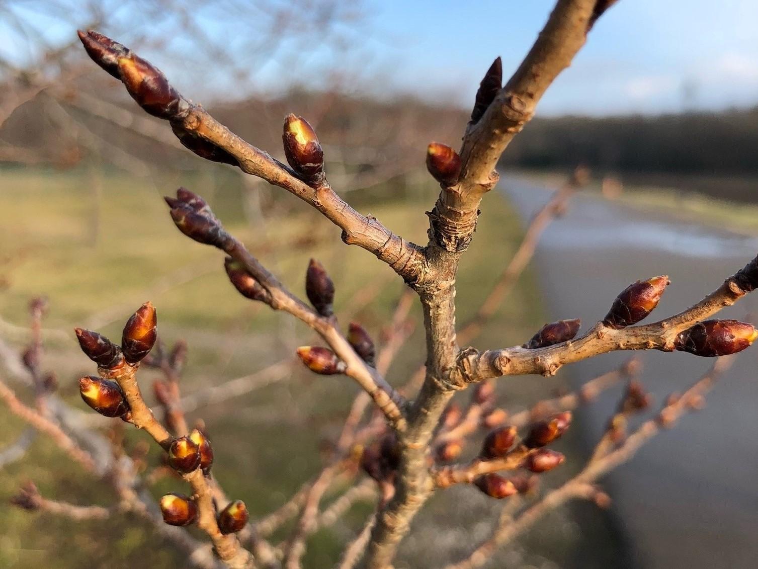 2021_cherrytrees_0311_5.3