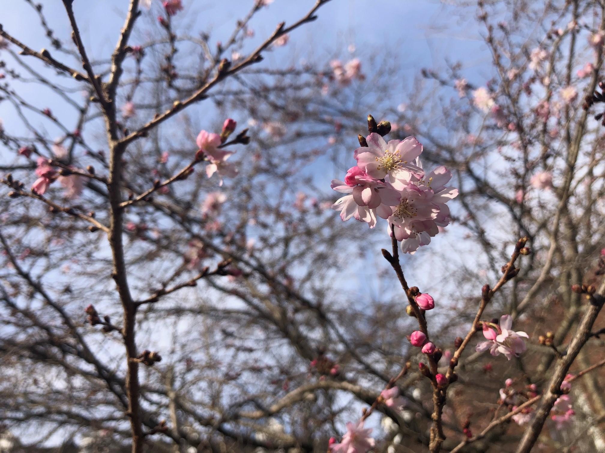 2021_cherrytrees_0313_6