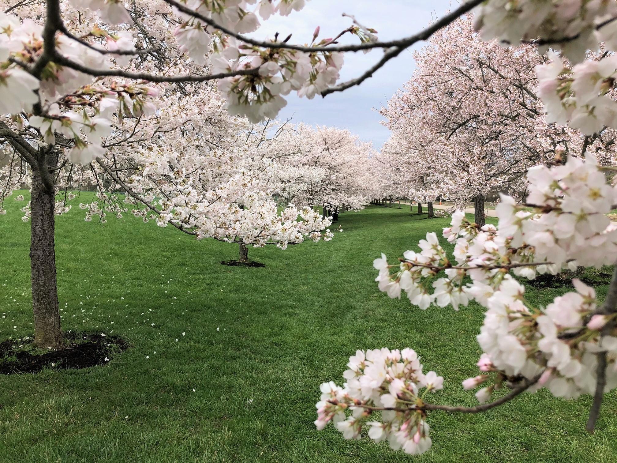 2021_cherryblossoms_0331 (5)