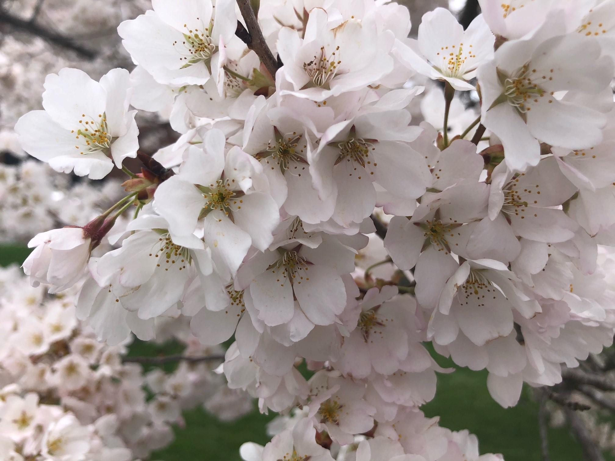 2021_cherryblossoms_0401 (4)