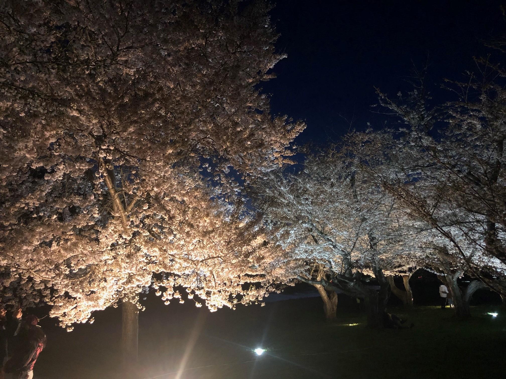 2021_cherryblossoms_0403 (7)