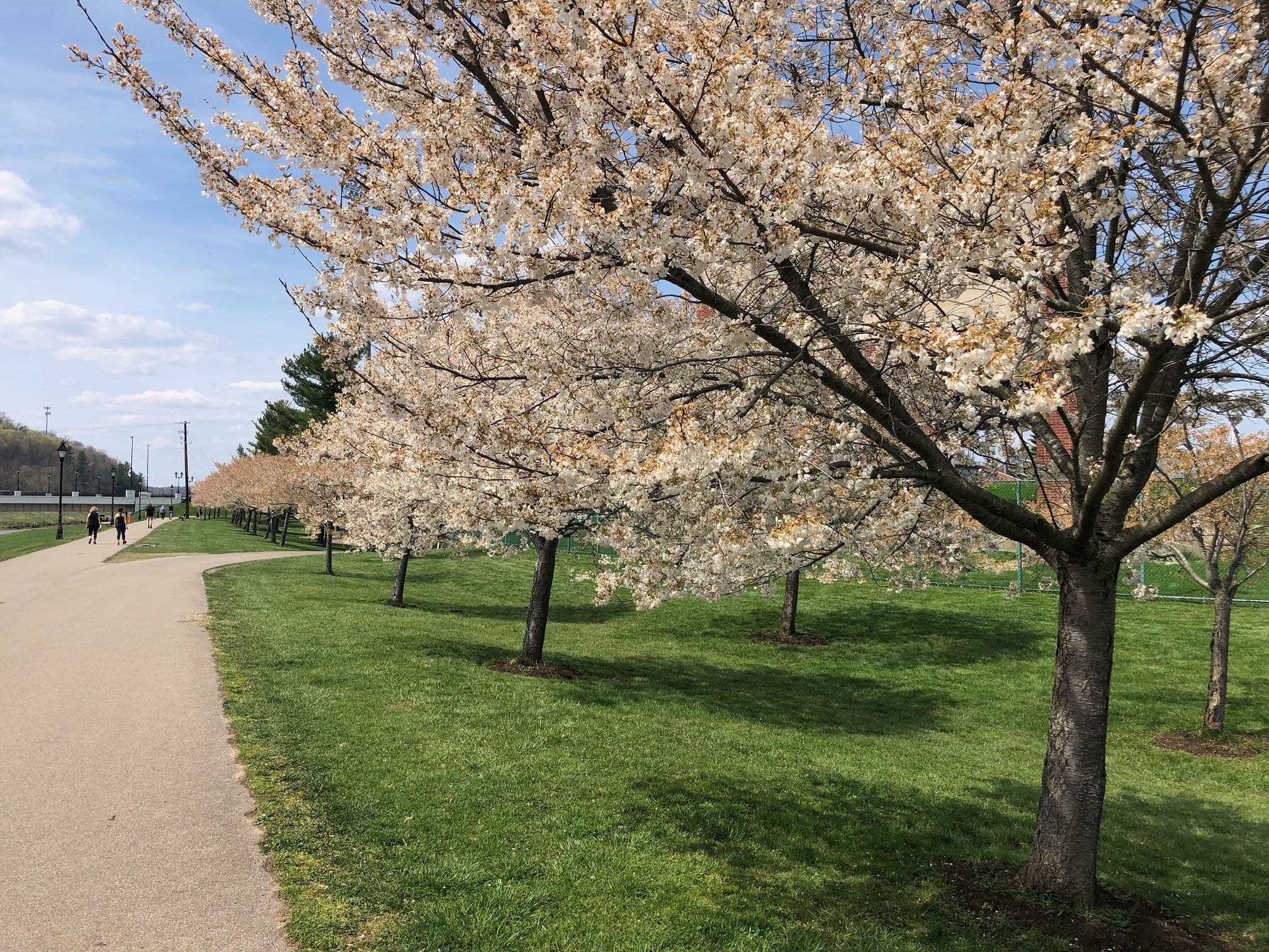 2021_cherryblossoms_0406 (6)