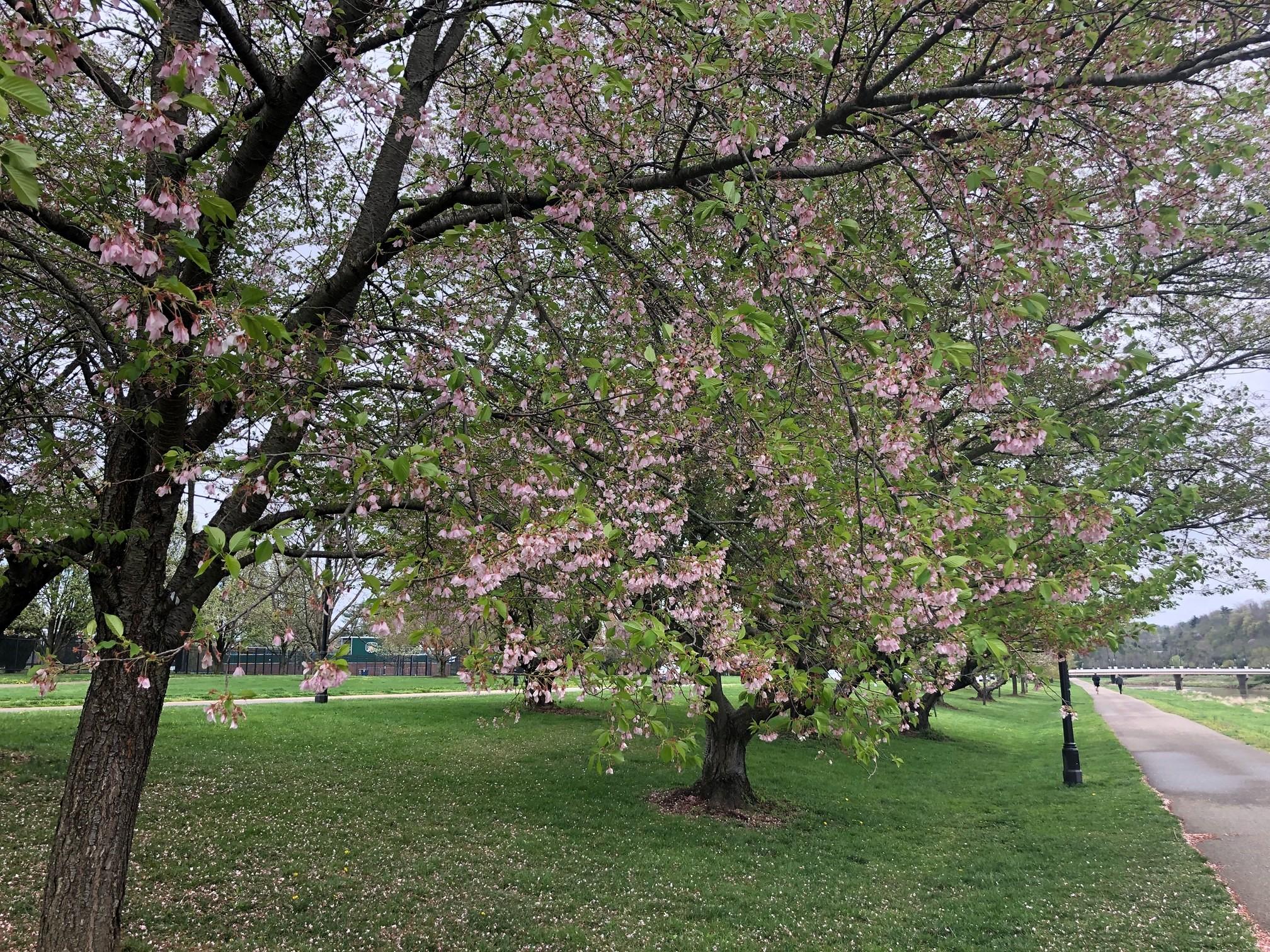 2021_cherryblossoms_0412 (7)