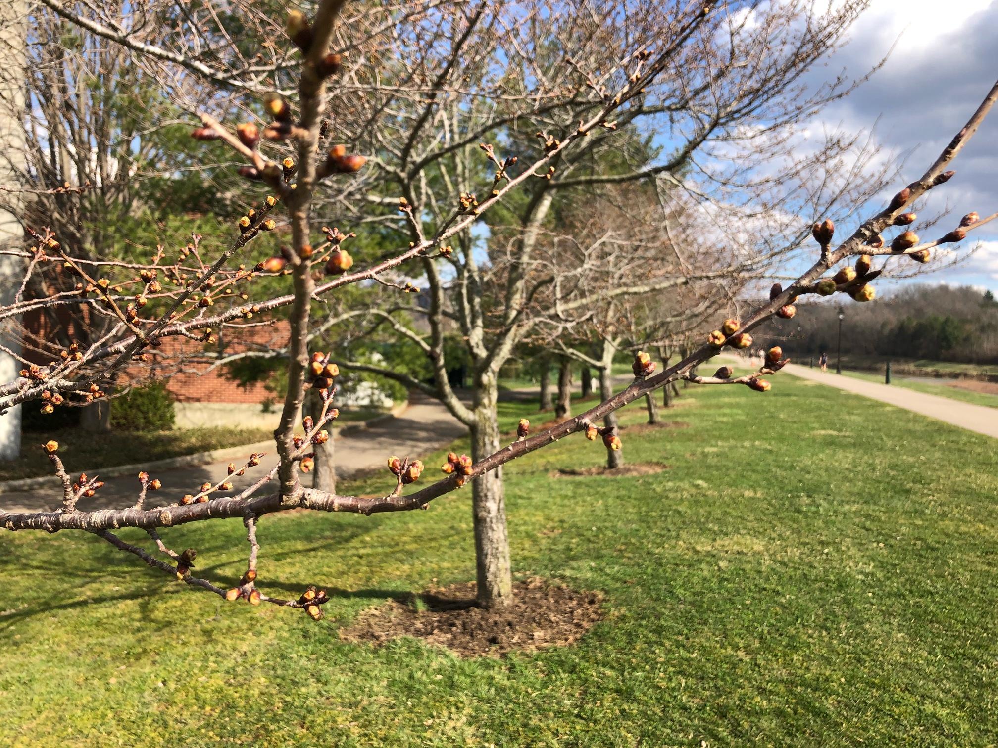 Up close branch of cherry trees along bike path with green buds beginning to swell