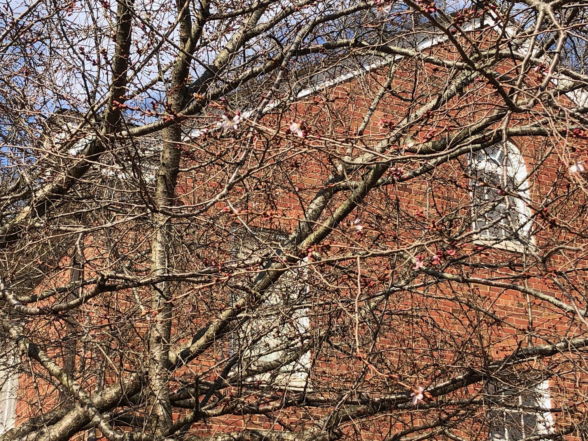Cherry trees on East Green with a few pink buds beginning to bloom