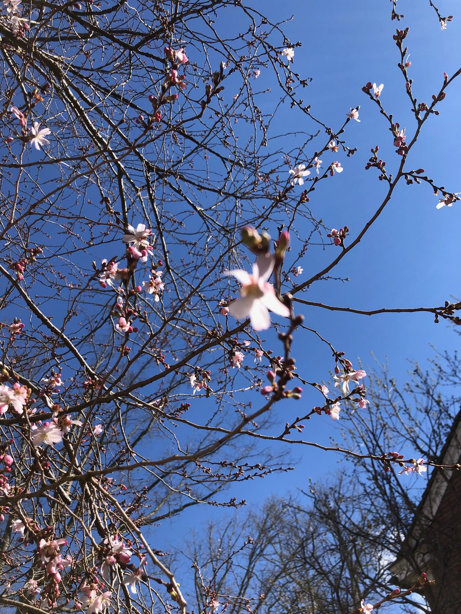 Up close cherry blossoms on East Green