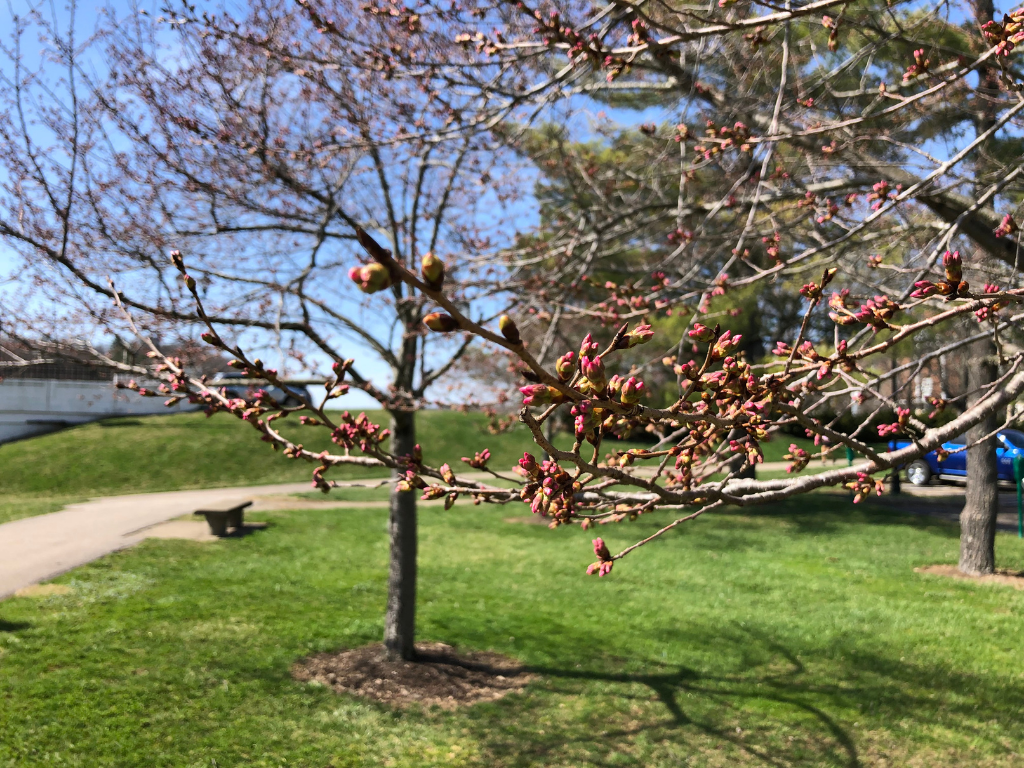 Pink cherry tree buds along the bike path