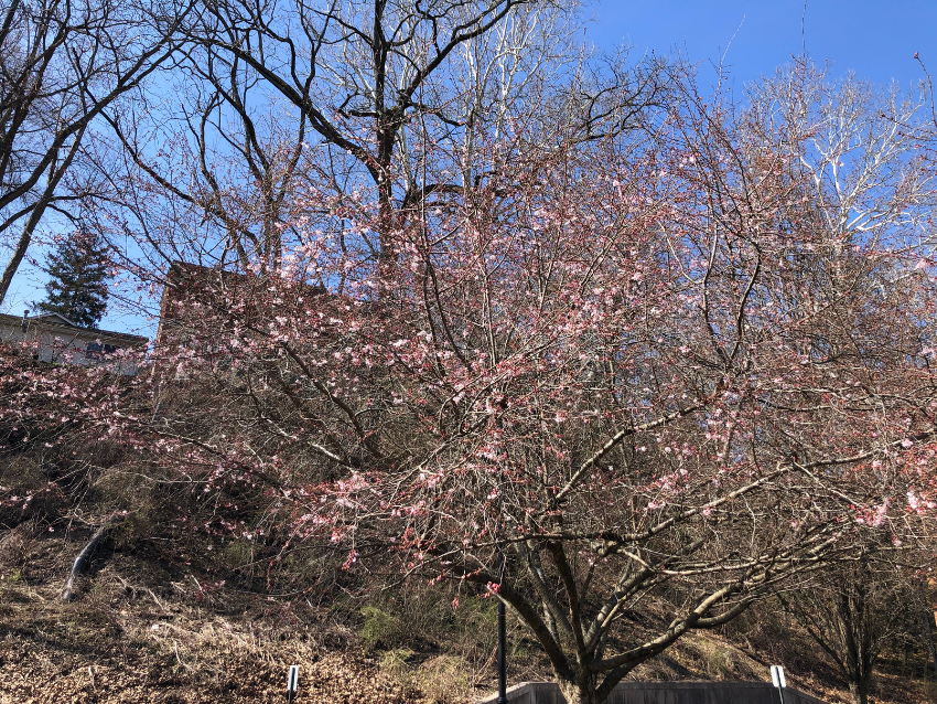 Cherry clossoms on East Green