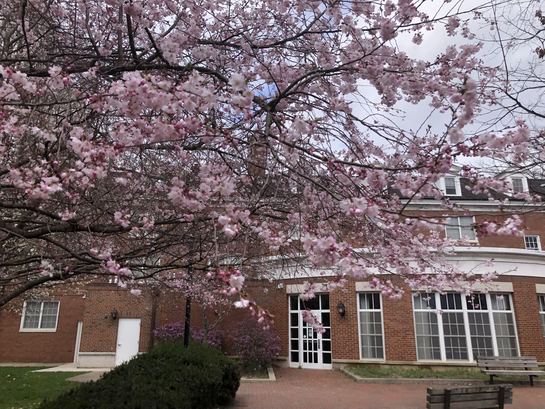 Cherry tree blossoms on East Green