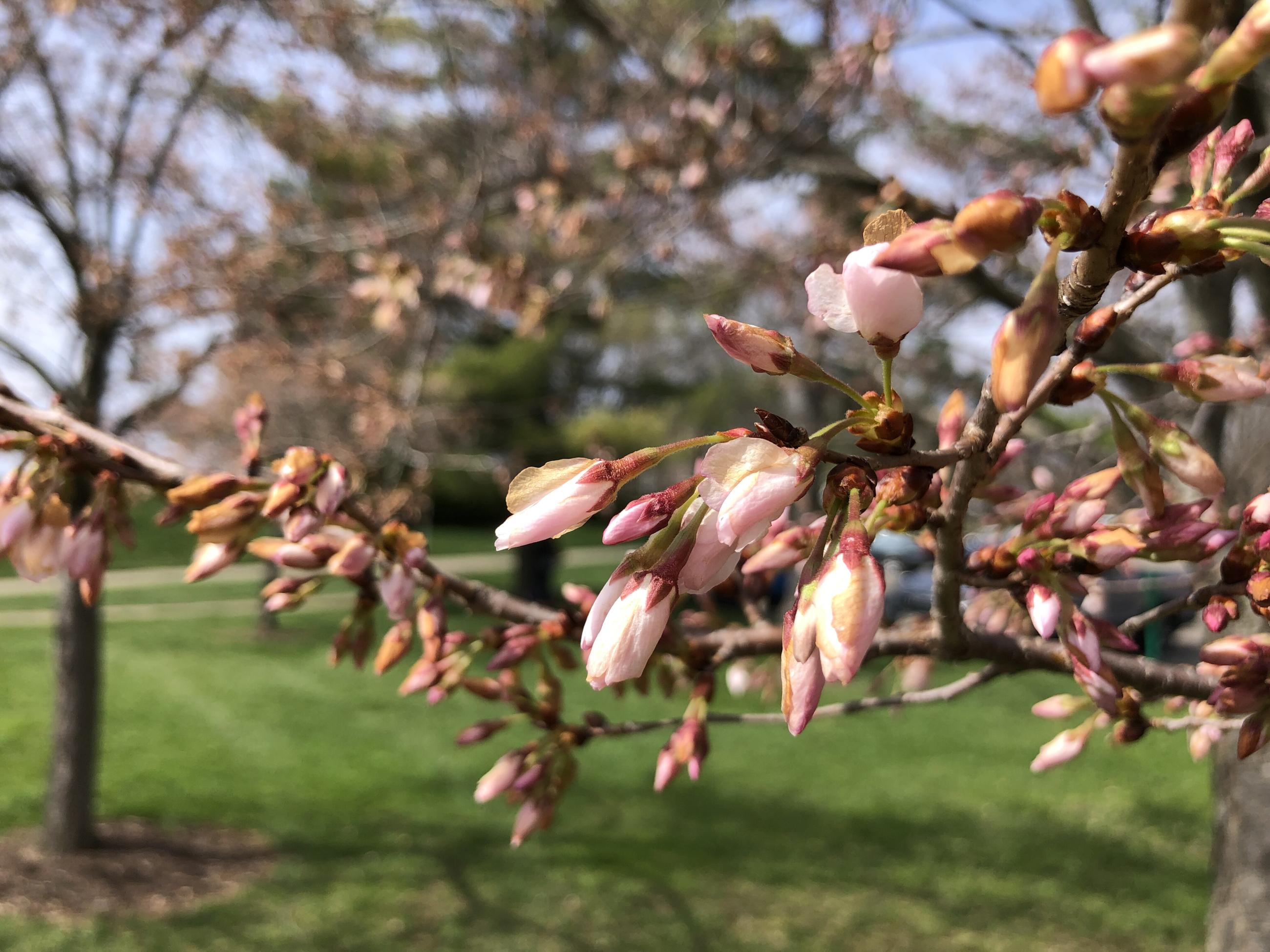 Up close cherry blossoms along bike path starting to bloom