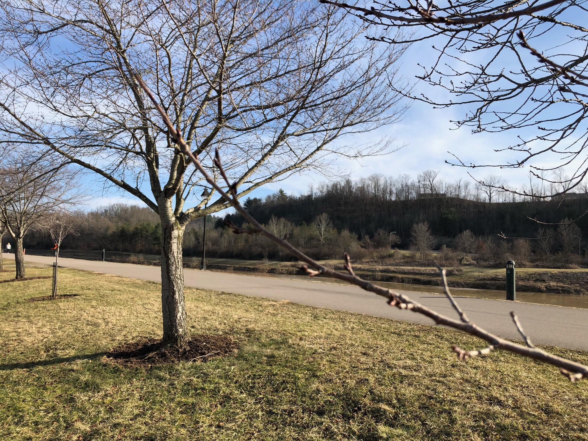 Bare cherry trees with buds starting to form along bike path