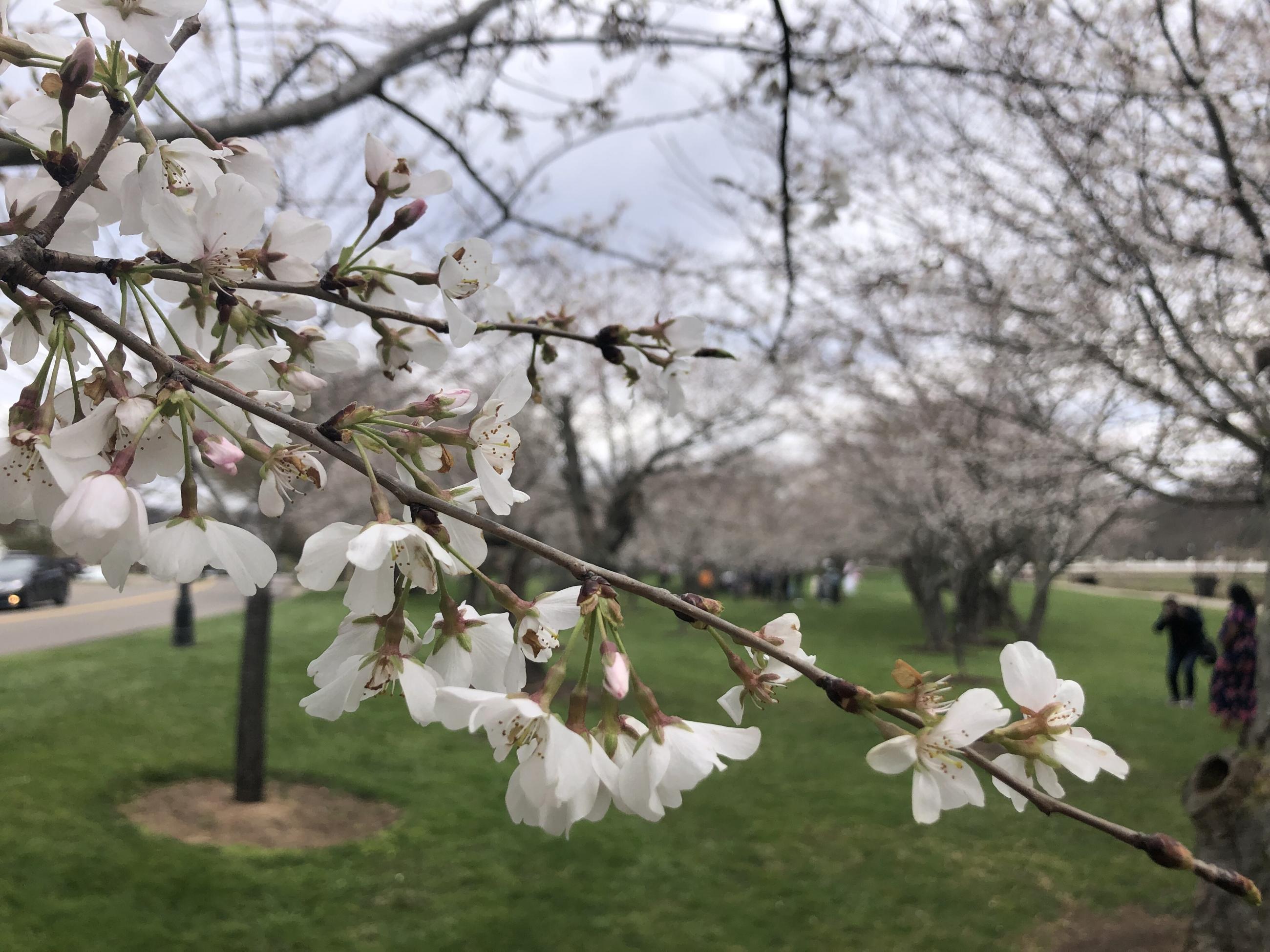 Cherry tree blossoms along the bike path