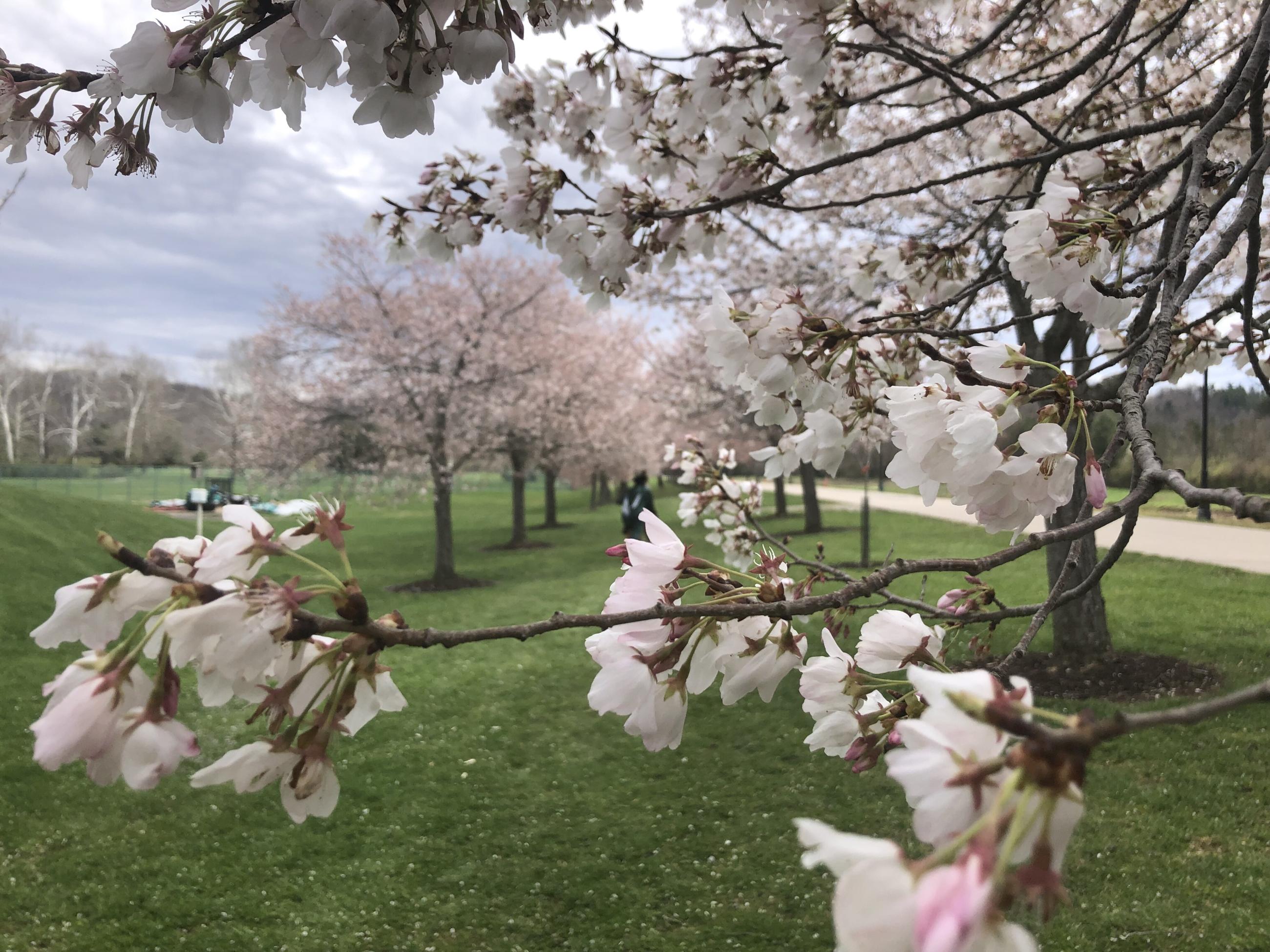 Up-close picture of cherry tree branch with blossoms