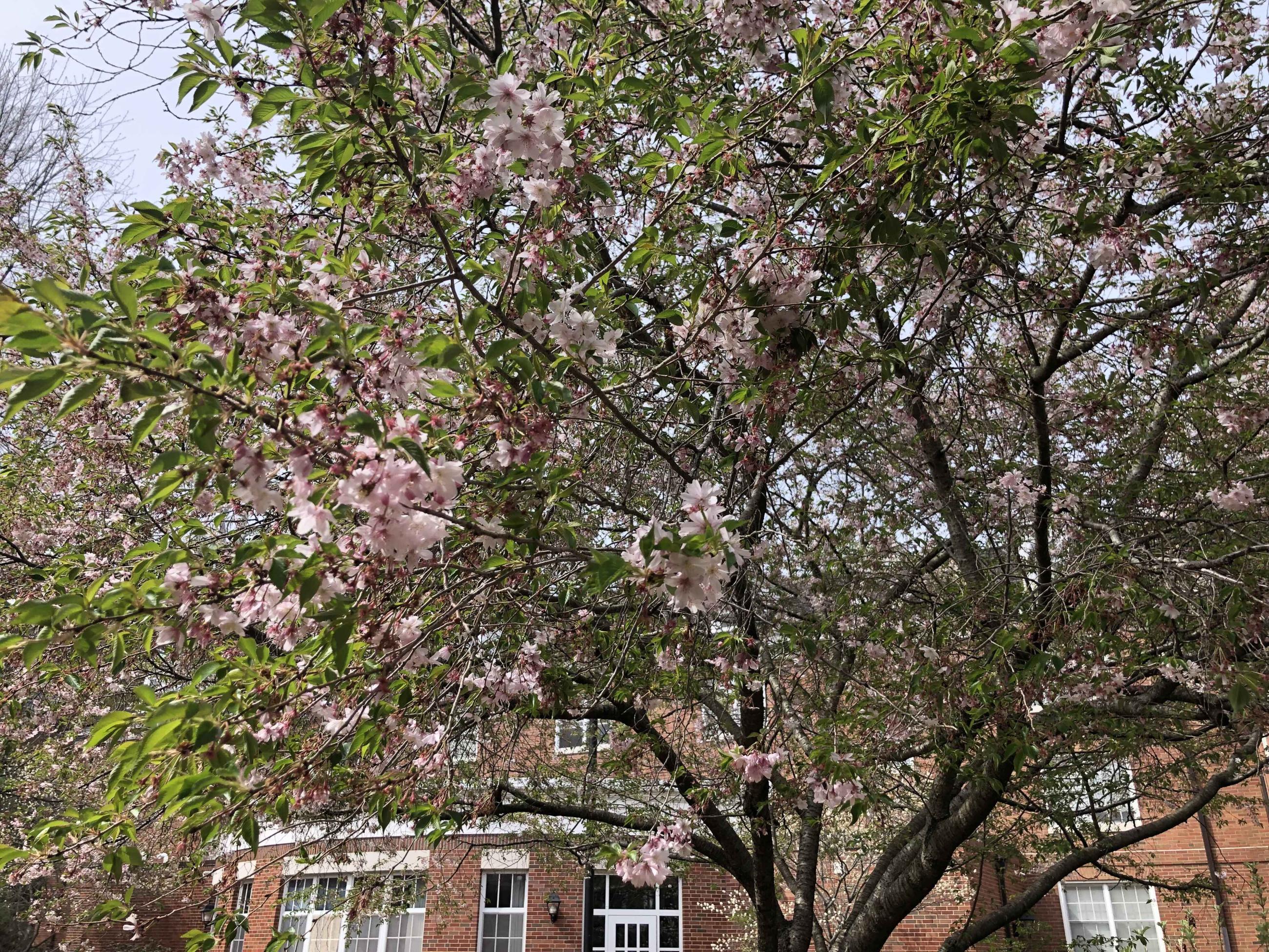 Cherry tree blossoms beginning to turn green