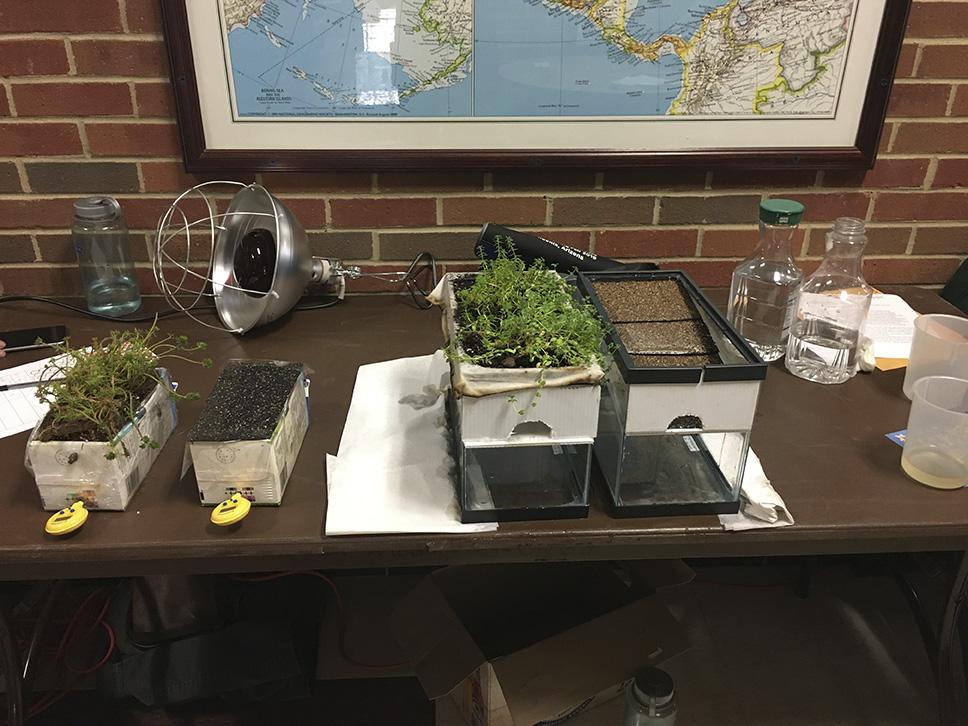 Various green roof models sit on a table, from left to right are the milk carton models, and then fish tank models.