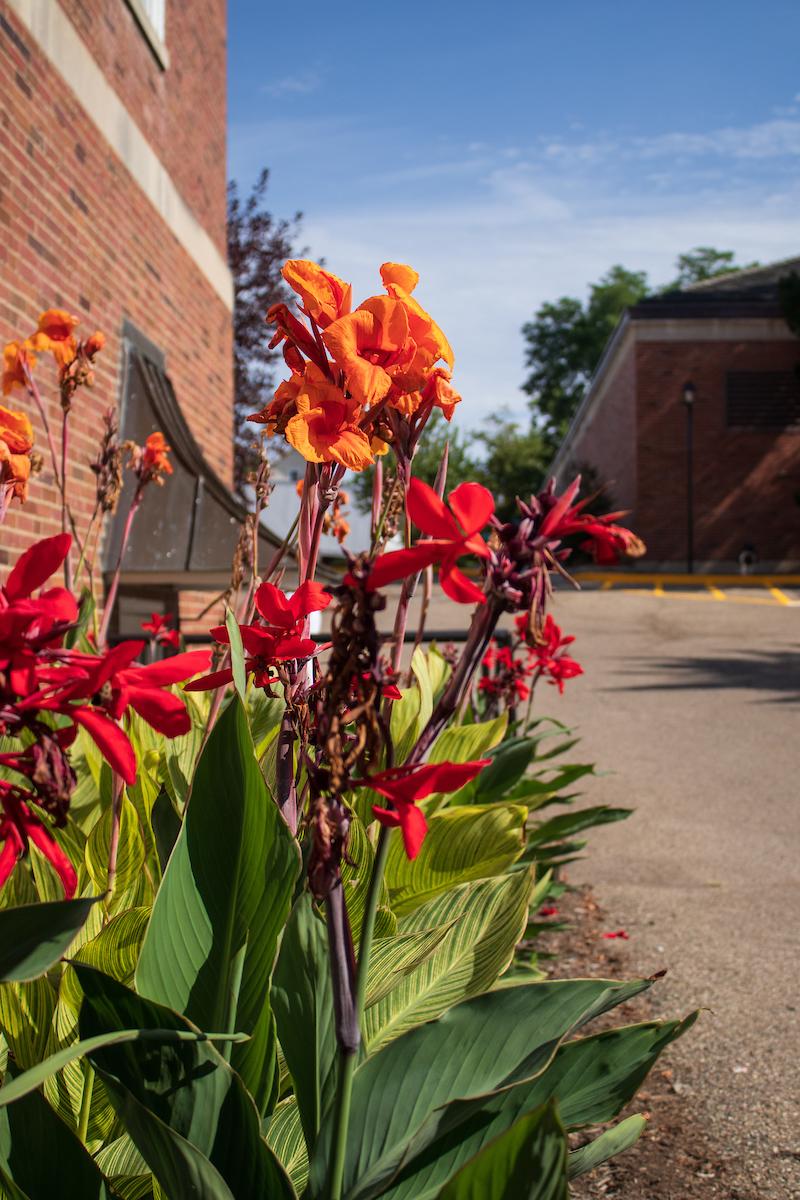 red and orange flowers in the foreground, Hudson hall in the background