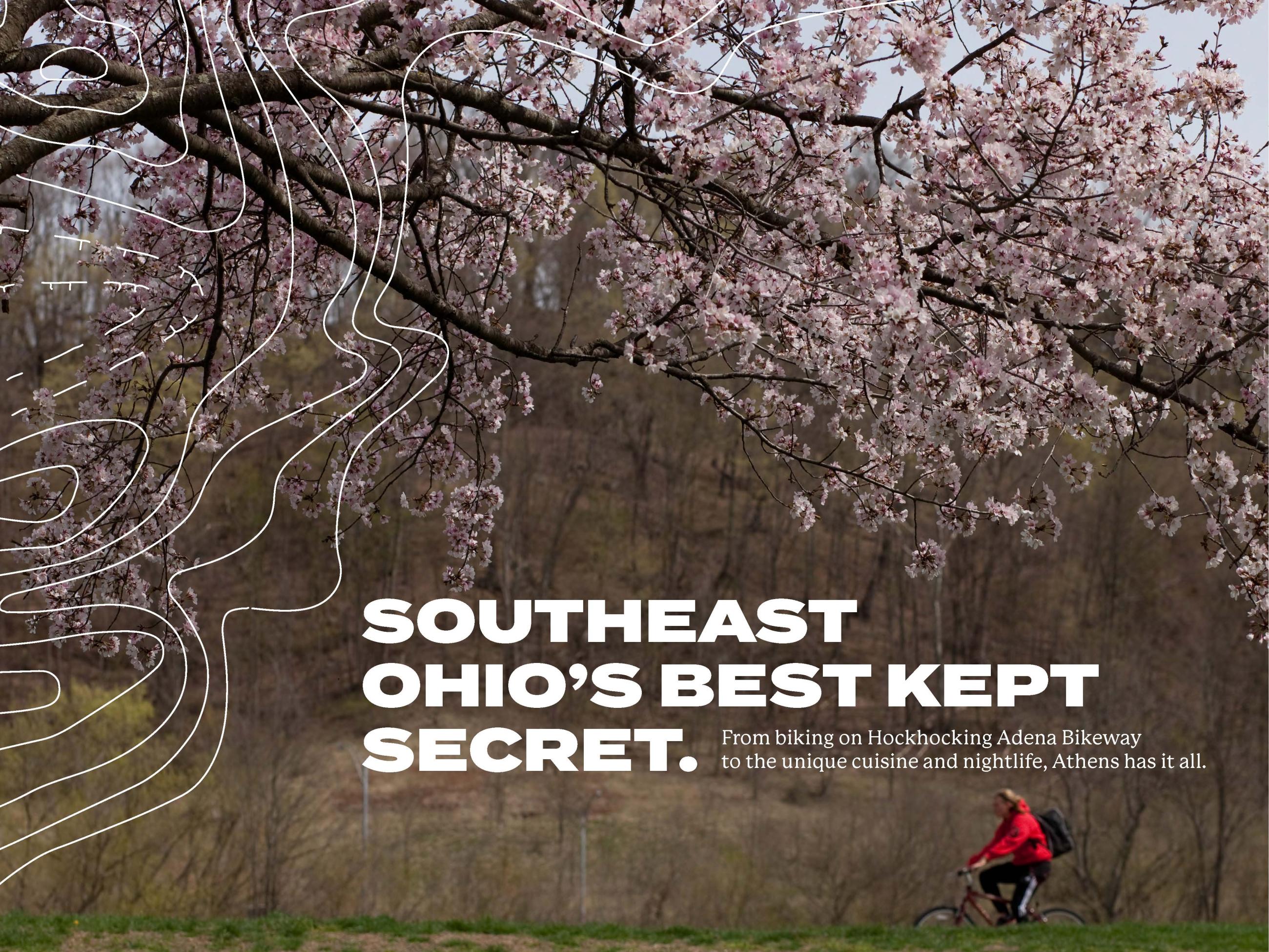 a lone bicyclist on the bike trail with cherry blossom trees in the foreground