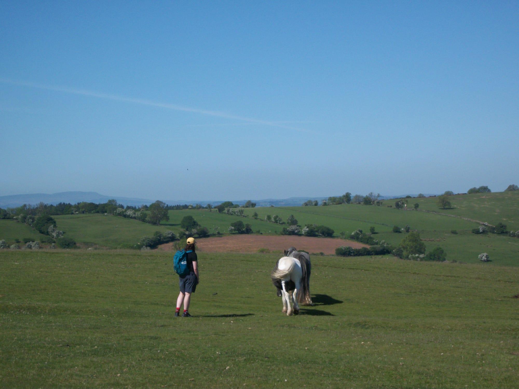 Person with a yellow hat and blue backpack stands facing away from the cameranext to two horses overlooking the Welsh landscape.
