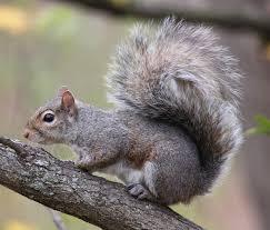 Eastern Gray Squirrel on a tree limb