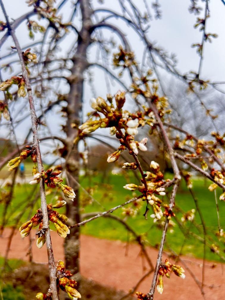 White buds