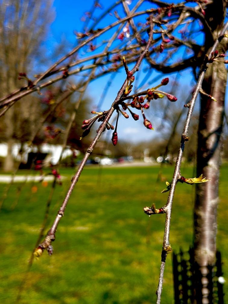 pink buds