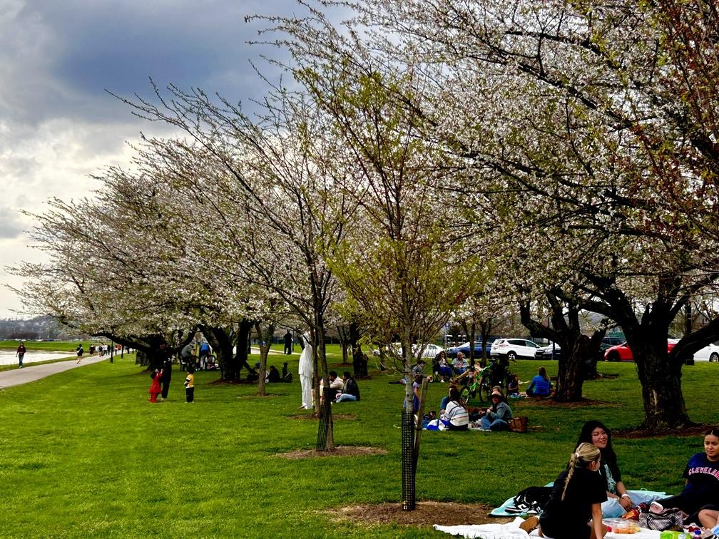 grove in white